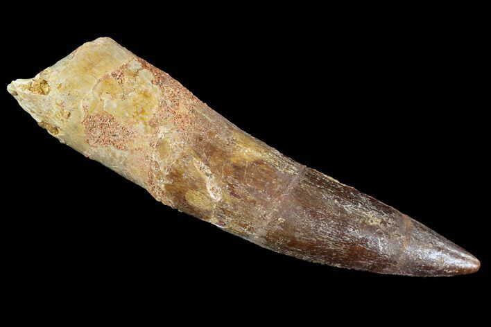 Spinosaurus Tooth - Partial Root #91289